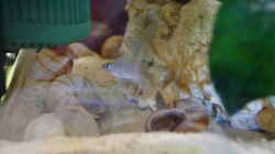 Besatz im Aquarium Neolamprologus Multifasciatus