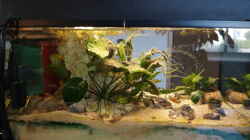 Aquarium Neolamprologus Multifasciatus