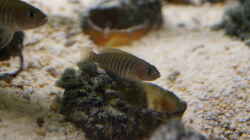 Weibchen