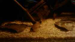 Pandapanzerwels(corydoras panda)