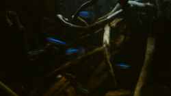 Blaue Neon