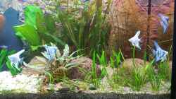 Besatz im Aquarium Becken 32241