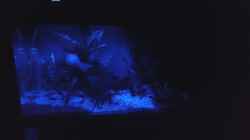 Aquarium Becken 32241