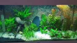 Aquarium nach 3 Wochen Einlaufphase