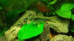 Corydoras aeneus Peru Gold Stripe (Goldstreifen Panzerwels)