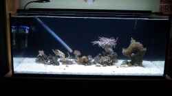 Aquarium Nautilus