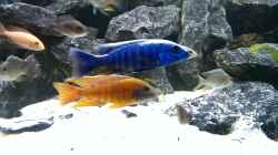 Sciaenochromis Fryeri - Aulonocara Kandeense - Aulonocara Mandarin