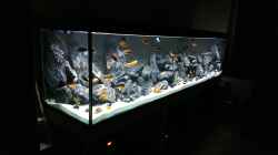 Aquarium AulonocaraReef