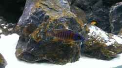 Aulonocara Mandarin