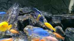 Aulonocara Maulana - Pseudotropheus Callainos Bright Blue