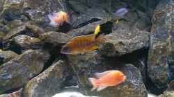 Aulonocara Red Rubin