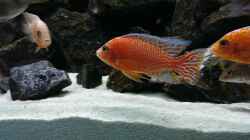 Aulonocara Fire Fish