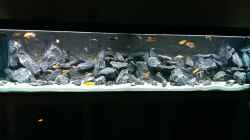 Aquarium AulonocaraReef