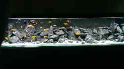 Aquarium AulonocaraReef