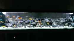 Aquarium AulonocaraReef