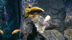 Aulonocara Mamelela
