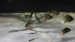 Besatz im Aquarium Fluss-Monster (Nur noch als Beispiel)
