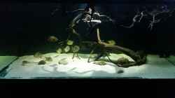 Aquarium Fluss-Monster (Nur noch als Beispiel)