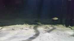Besatz im Aquarium Fluss-Monster (Nur noch als Beispiel)
