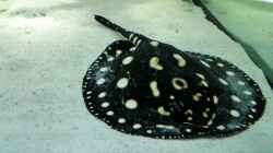 Besatz im Aquarium Fluss-Monster (Nur noch als Beispiel)