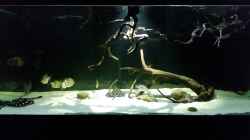 Aquarium Fluss-Monster (Nur noch als Beispiel)