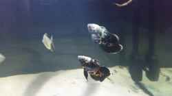 Besatz im Aquarium Fluss-Monster (Nur noch als Beispiel)