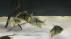 Besatz im Aquarium Fluss-Monster (Nur noch als Beispiel)