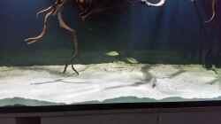 Besatz im Aquarium Fluss-Monster (Nur noch als Beispiel)
