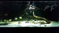 Aquarium Fluss-Monster (Nur noch als Beispiel)