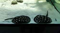 Besatz im Aquarium Fluss-Monster (Nur noch als Beispiel)