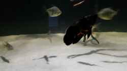 Besatz im Aquarium Fluss-Monster (Nur noch als Beispiel)