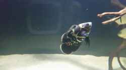 Besatz im Aquarium Fluss-Monster (Nur noch als Beispiel)