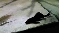 Besatz im Aquarium Fluss-Monster (Nur noch als Beispiel)