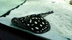 Besatz im Aquarium Fluss-Monster (Nur noch als Beispiel)