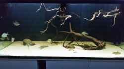 Aquarium Fluss-Monster (Nur noch als Beispiel)