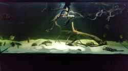 Aquarium Fluss-Monster (Nur noch als Beispiel)
