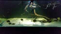 Aquarium Fluss-Monster (Nur noch als Beispiel)
