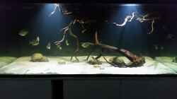 Aquarium Fluss-Monster (Nur noch als Beispiel)