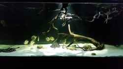Aquarium Fluss-Monster (Nur noch als Beispiel)