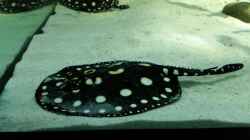 Besatz im Aquarium Fluss-Monster (Nur noch als Beispiel)
