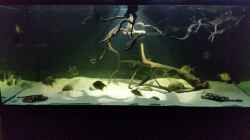Aquarium Fluss-Monster (Nur noch als Beispiel)