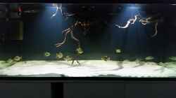 Aquarium Fluss-Monster (Nur noch als Beispiel)