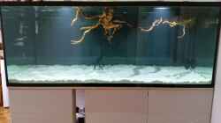 Aquarium Fluss-Monster (Nur noch als Beispiel)