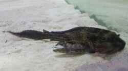 Besatz im Aquarium Fluss-Monster (Nur noch als Beispiel)