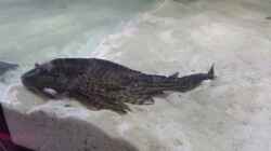 Besatz im Aquarium Fluss-Monster (Nur noch als Beispiel)
