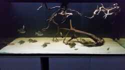 Aquarium Fluss-Monster (Nur noch als Beispiel)