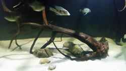 Dekoration im Aquarium Fluss-Monster (Nur noch als Beispiel)