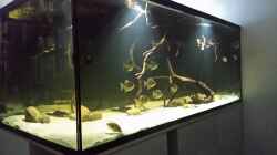 Aquarium Fluss-Monster (Nur noch als Beispiel)