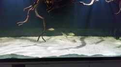 Besatz im Aquarium Fluss-Monster (Nur noch als Beispiel)