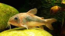 Corydoras aeneus